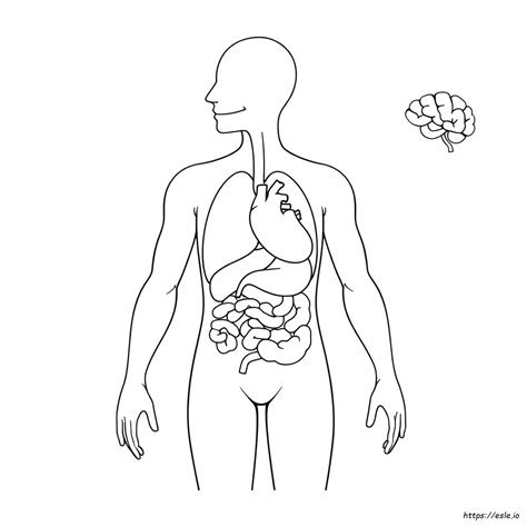 Corpo Humano Para Colorir E Imprimir - 8