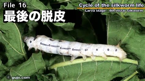 【蚕の一生】cycle Of The Silkworm Life 1633 最後の脱皮 Youtube