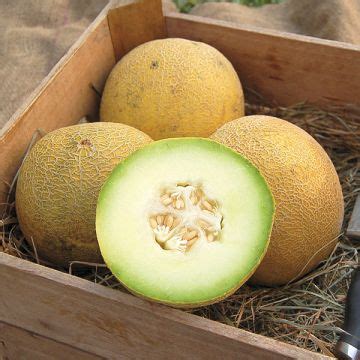 Melon Seed - Certified Organic Non-GMO Seed from High Mowing Organic Seeds