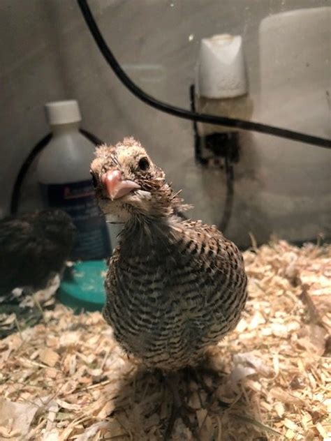 Hatching Mearns Quail - Three Chickens and a Boat