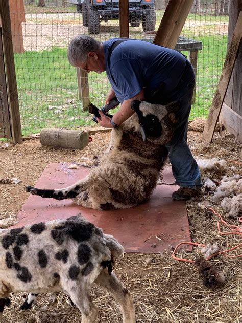 Sheep Shearing Drama — Dry Hollow Farm