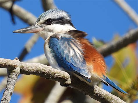 Red Backed Kingfisher Todiramphus Pyrrhopygia