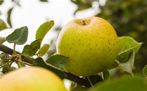 Malus Domestica Belchard® Chantecler Pépinières Ripoche Nantes