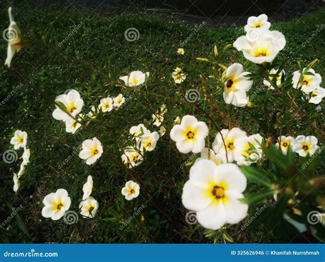 White Buttercup Flower Turnera Subulata Blooming Beautifully In The