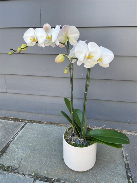 Premium White Orchids in Lakeville, CT | Roaring Oaks Florist