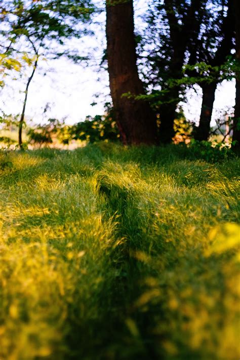 Free Images Tree Nature Forest Grass Branch Light Lawn Meadow