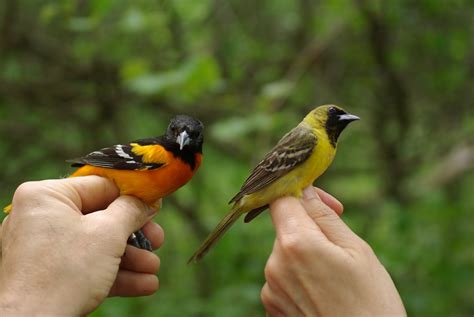 Birding Is Fun Bird Comparison Photos