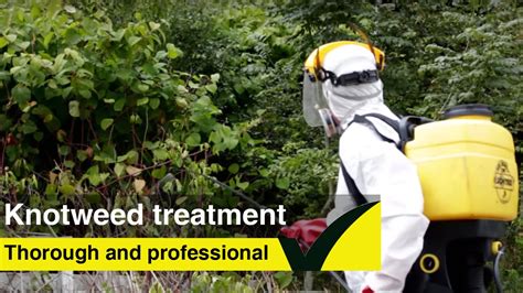 Japanese Knotweed Treatment Learn How To Treat Knotweed Youtube