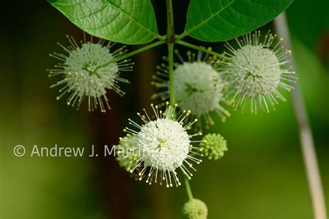 Buttonbush | AndrewJMartinez.com