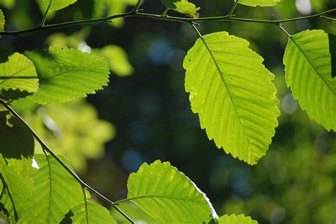 Tree Red Alder A by Mary Chappell