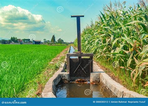 A Sluice Gate On A Dam On A Small Irrigation River Between Rice Fields