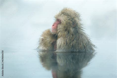 A Japanese Macaque Monkey And Its Mother Are Bathing In A Hot Spring Nursing Japan Nagano