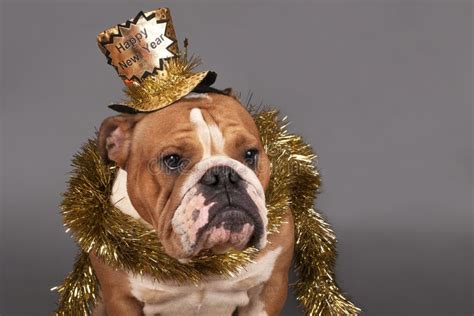 Bulldog Wearing Party Hat Stock Photos Download 202 Royalty Free Photos