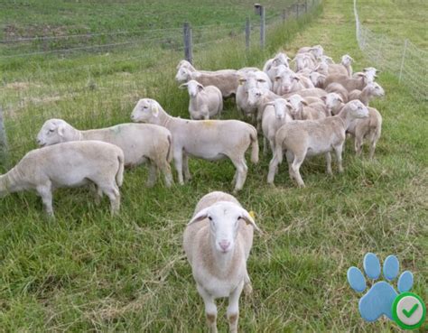 Dorper sheep For Sale - Domestic Animal Vendor | Buy Dorper sheep online