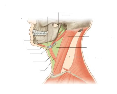 The Neck Anterior Triangle Diagram Quizlet