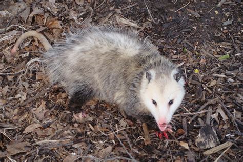 Life at the Blue Rock Ranch: Possum Tracks