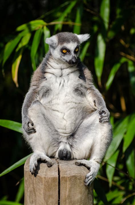madagascar zoo animal 2