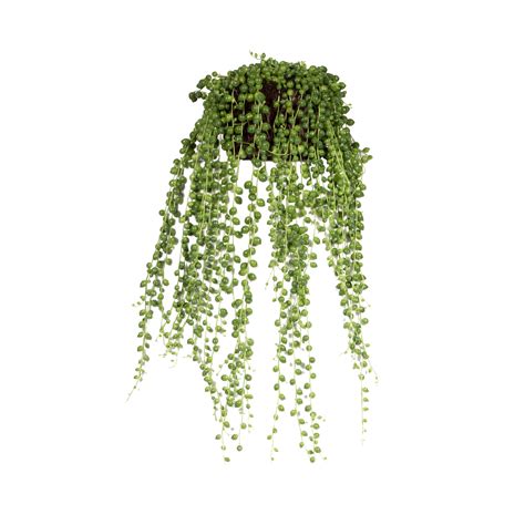 Senecio Rowleyanus String Of Pearls Elho Give Room To Nature