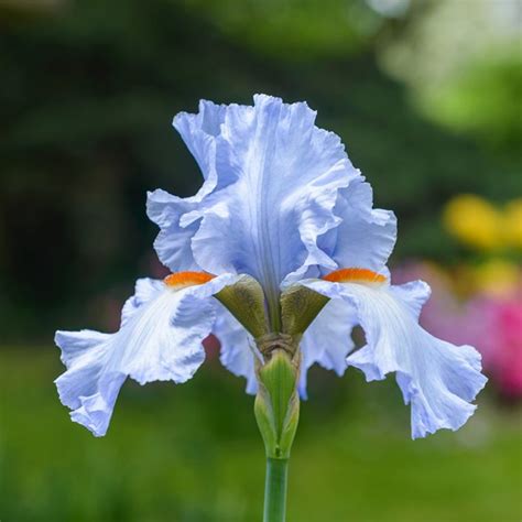 Growing Irises Planting And Caring For Iris Flowers Garden Design