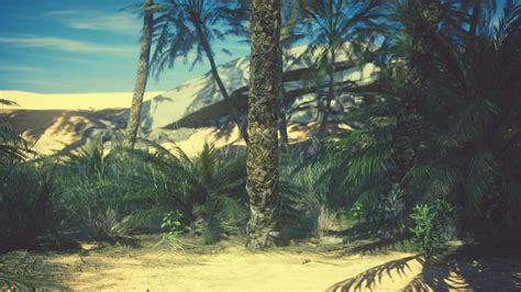 Palm Canyon Oasis in the Colorado Desert 36557251 Stock Video at Vecteezy