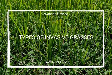 Types Of Invasive Grasses And How To Get Rid Of Them Grass