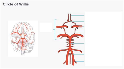 Blood Supply To The Brain Diagram Diagram Quizlet