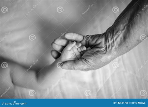 Baby Hands In Great Grandmother Hands Great Grandmother And Her Great