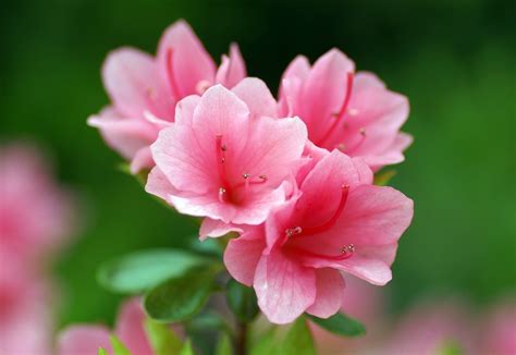 Azalea Flowers Hd Wallpapers Hd Wallpapers