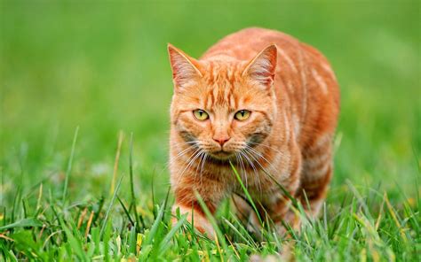 Fondos De Pantalla Gato De Color Naranja En La Hierba Verde 2560x1600