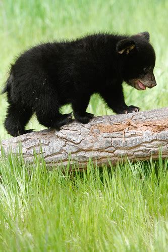 Outdoorphotoquest: Baby bear and momma bear