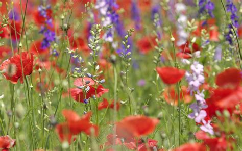 Wallpaper Flowers Nature Field Poppies Flower Flora Petal