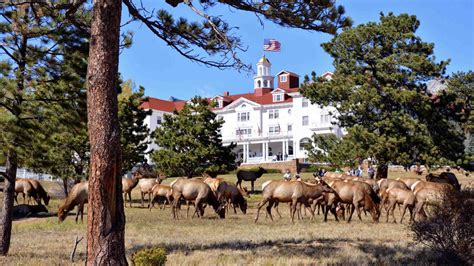 Huge Elk Herds With Wyoming Roots Take Over Colorado Mountain Town