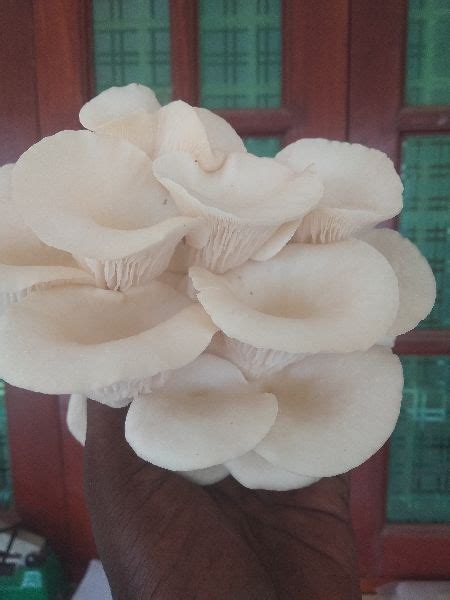 Dry Oyster Mushroom Packaging Type Plastic Bag At Rs Kilogram