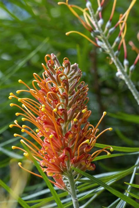 Fechamento De Uma Flor De Laranja Em Um Cultivar De Mel Barbara Um