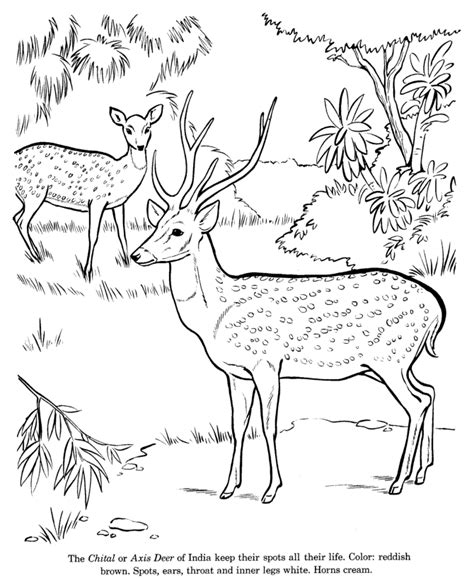 Forest Animal Coloring Pages - Coloring Home