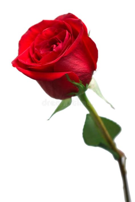 Bright Red Rose Stock Image Image Of Focus Isolated 11997311