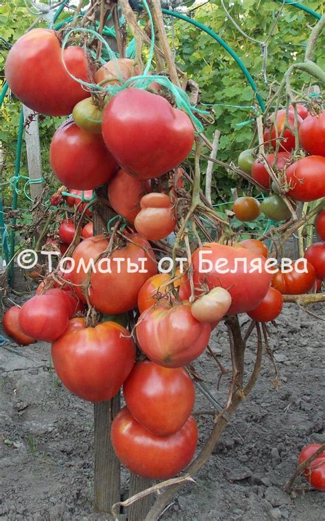 Томат Холодное сердце гнома • Описание, ОТЗЫВЫ, Фото, Семена