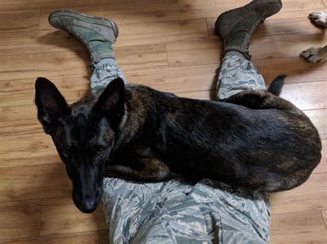 is it normal dog hyperactive without vet 3