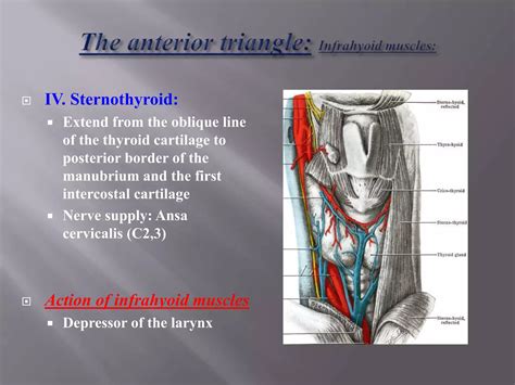 Anatomy of neck triangles | PPT