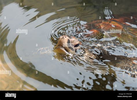 Tortuga Golfina O Lepidochelys Olivacea Fotografías E Imágenes De Alta Resolución Alamy