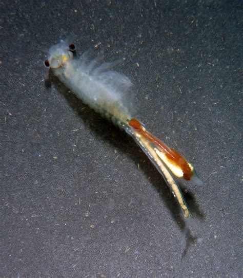 Conservancy Fairy Shrimp Branchinecta Conservatio Enda Flickr