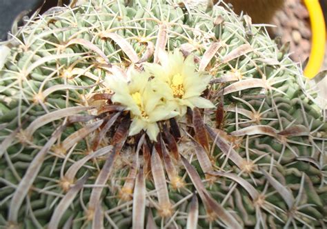 Del Jardín De La Nonna Stenocactus Phyllacanthus