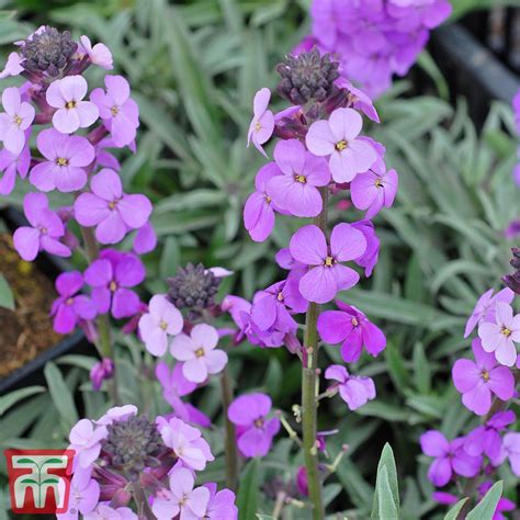 Wallflower Bowles S Mauve Plants Thompson Morgan