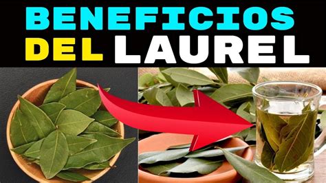 El Laurel Laurus Nobilis Beneficios Y Propiedades Para La Salud Youtube