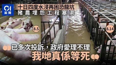 北區暴雨 恐龍坑月內四度水浸 豬農飽受打擊：我哋真係等死