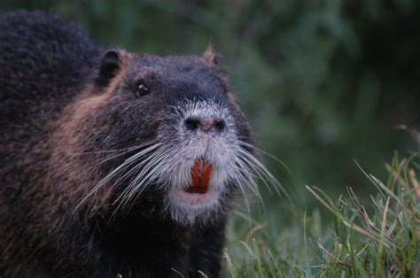 File:Nutria-orange.JPG - Wikipedia