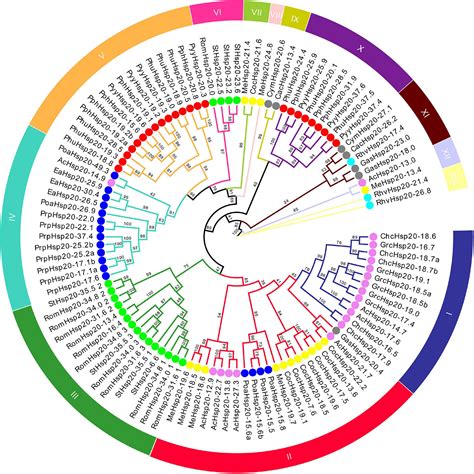 Frontiers Heat Shock Protein Gene Superfamilies In Red Algae