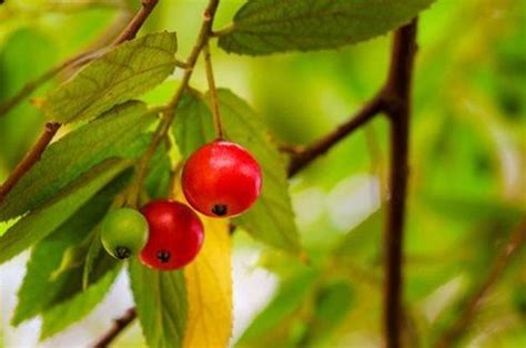 8 Manfaat Buah Kersen Untuk Kesehatan Yang Jarang Diketahui Sonora Id