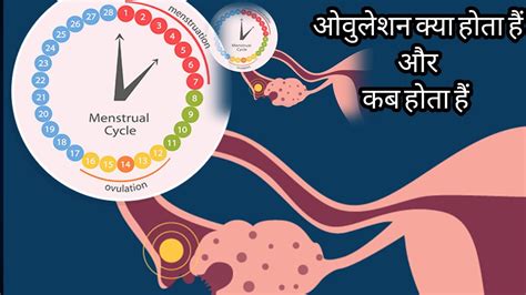 जानिए सबकुछovulationक्या होता हैं और कब होता हैं Ishanihealthupdate