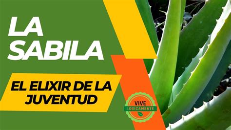 La SABILA El Elixir De La Eterna JUVENTUD Vivelogicamente